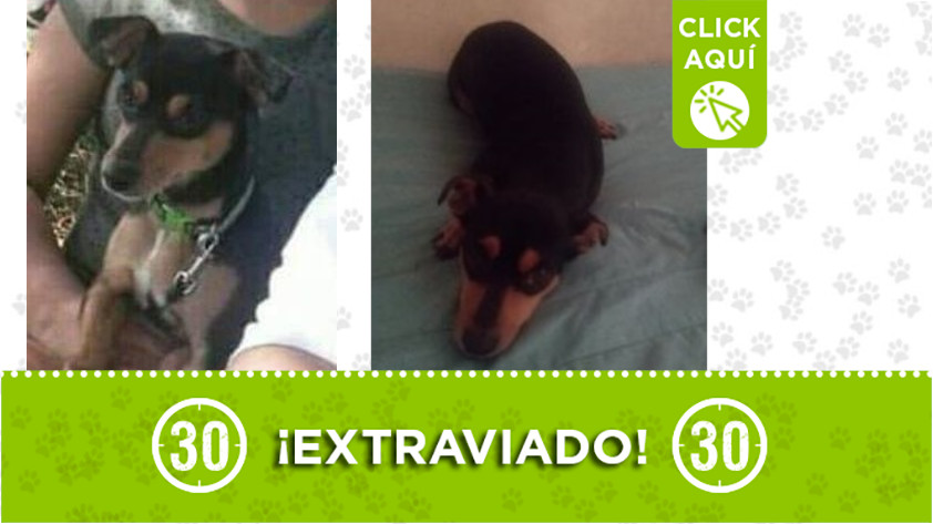 "Firu" se extravió en San Javier ¿Lo ha visto?