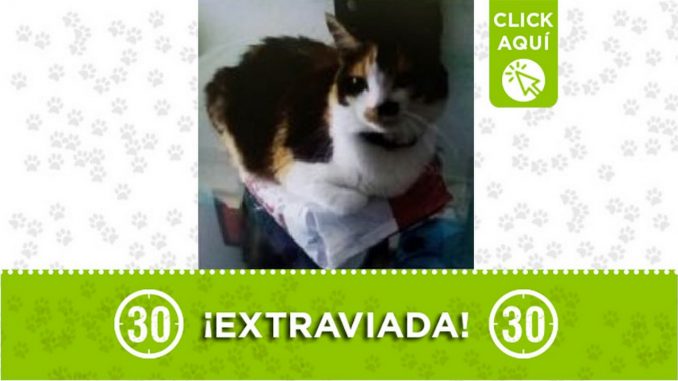 Gatica perdida Gatica perdida