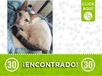 Este gatico fue encontrado en Floresta ¿Es suyo? 1 Este gatico fue encontrado en Floresta ¿Es suyo?