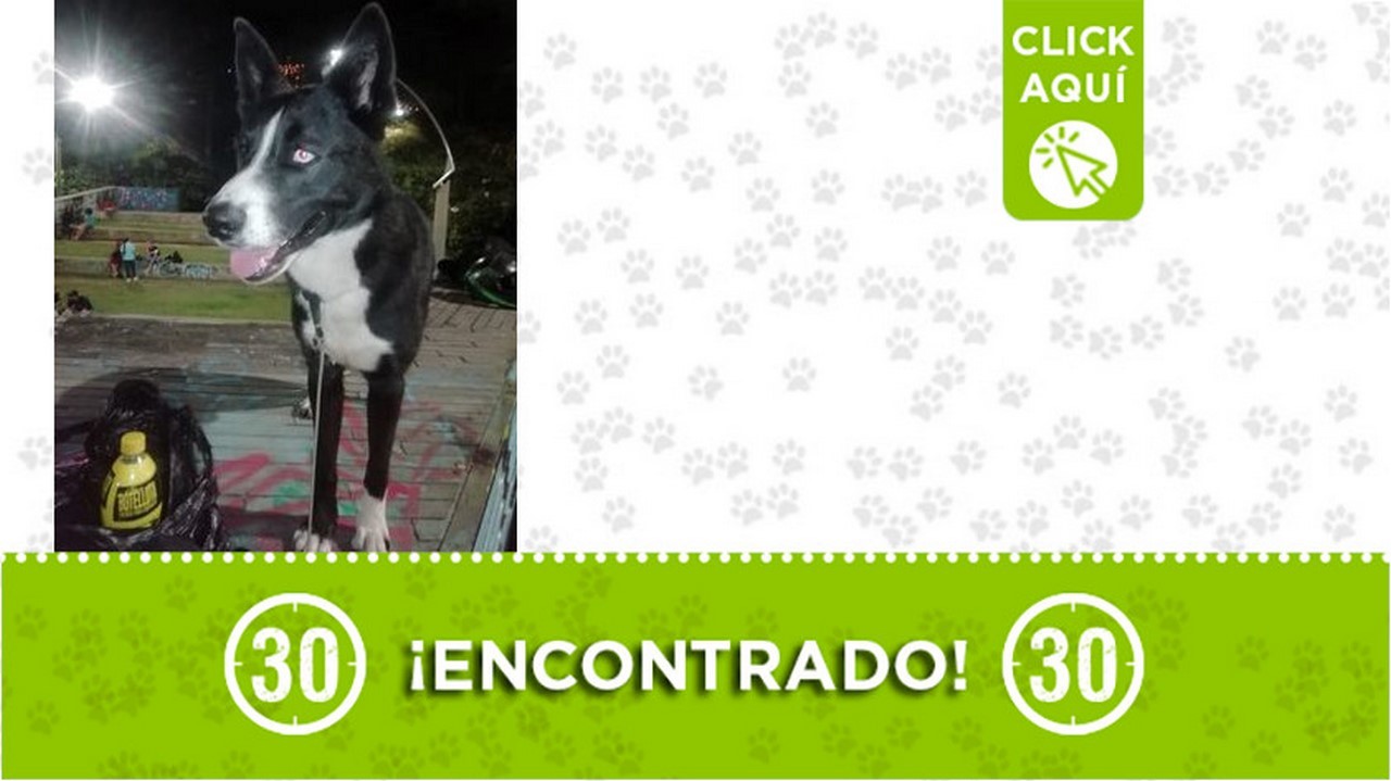 Buscan a la familia de este perrito encontrado en Tricentenario