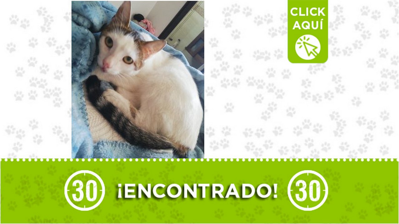 Este gatico fue encontrado en Floresta ¿Es suyo?