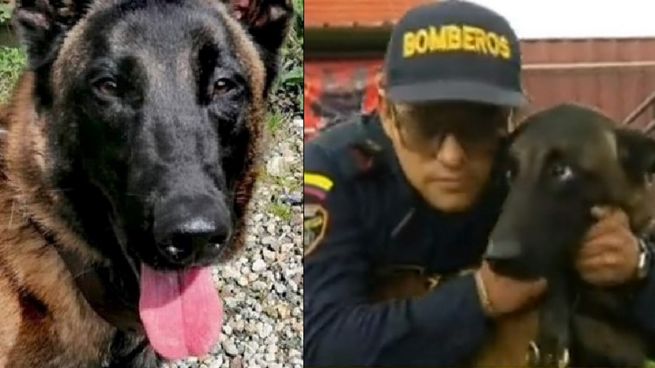 Apareció Gásper, el perrito del Cuerpo de Bomberos de Bogotá