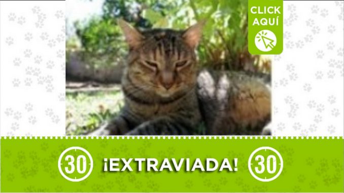 gata mia perdida laureles 10