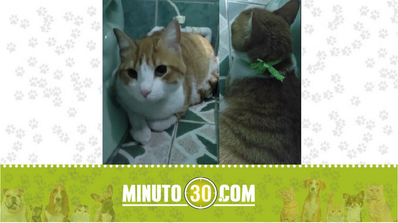 Gatic@ encontrado en Bello