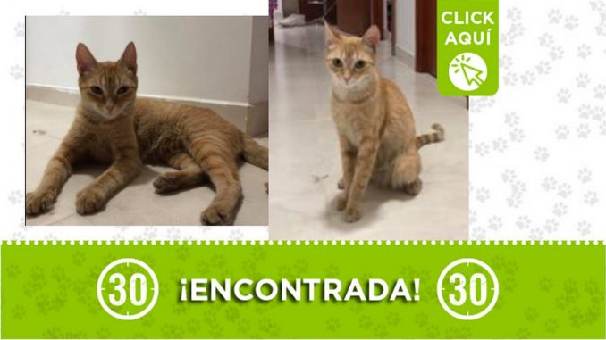 Gatica encontrada Gatica encontrada