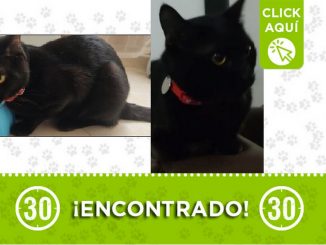 Buscan a los dueños de este gatico encontrado en Robledo 1 gatico encontrado