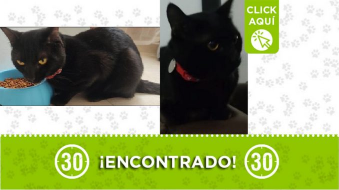 gatico encontrado gatico encontrado