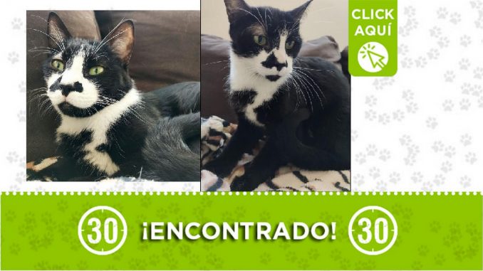 Gatico encontrado Gatico encontrado