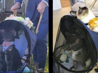 En un cochecito con flores y con un elegante atuendo, gato fue el padrino de una boda 1 gato patrino boda eeuu