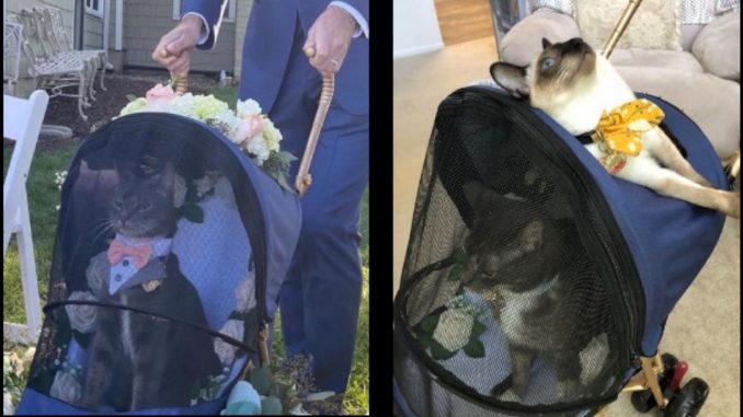 gato patrino boda eeuu