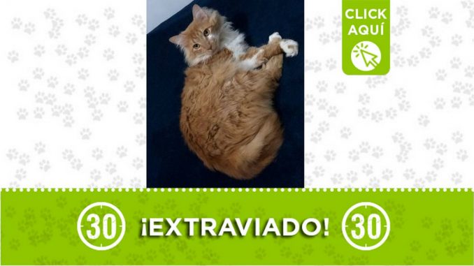 gato perdido bary envigado alcala