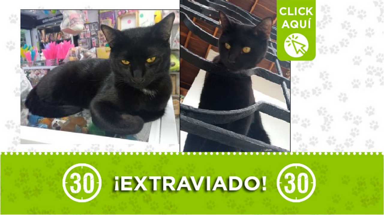 Gatico perdido