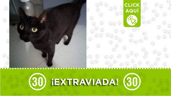 "Dalila" se extravió en Belalcázar ¿La ha visto? "Dalila" se extravió en Belalcázar ¿La ha visto?