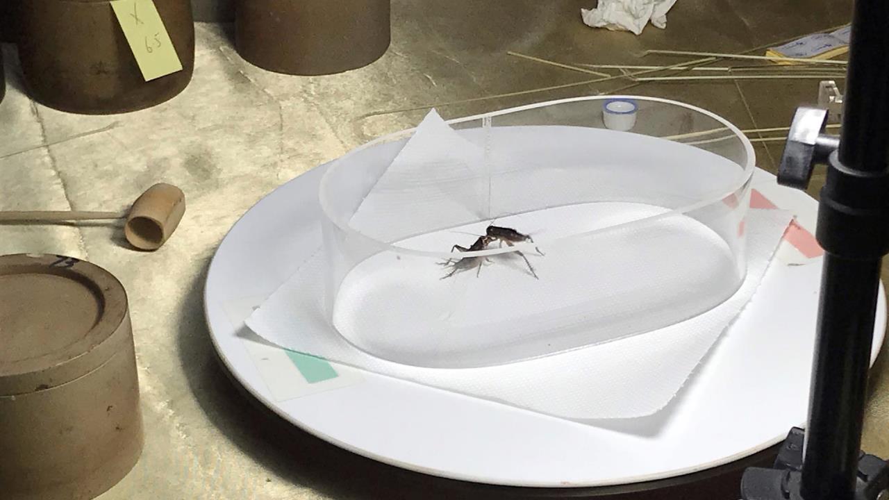 pelea de grillos en la china