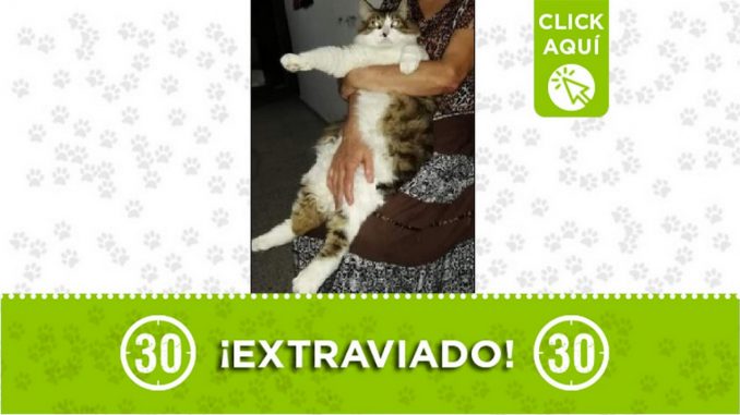 Gatico perdido Gatico perdido