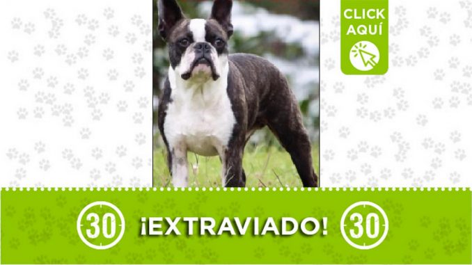 Perrito perdido Perrito perdido