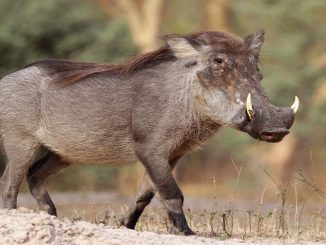 Jabalí mató a cazador de 74 años, segundos después de que este le disparara 1 jabalí