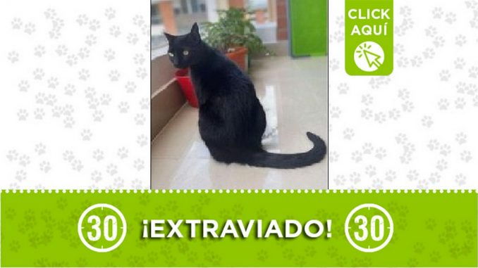 Gatico perdido Gatico perdido