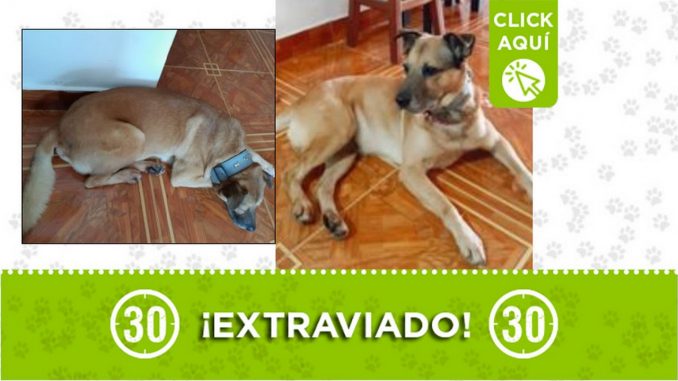 Perrito perdido Perrito perdido
