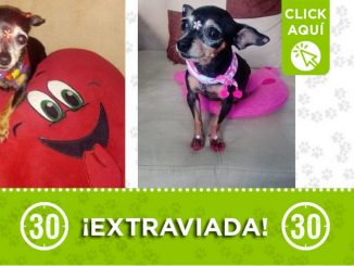 "Katy" se perdió desde esta madrugada en Aranjuez 1 "Katy" se perdió desde esta madrugada en Aranjuez