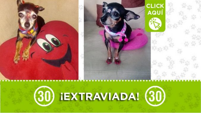 "Katy" se perdió desde esta madrugada en Aranjuez "Katy" se perdió desde esta madrugada en Aranjuez