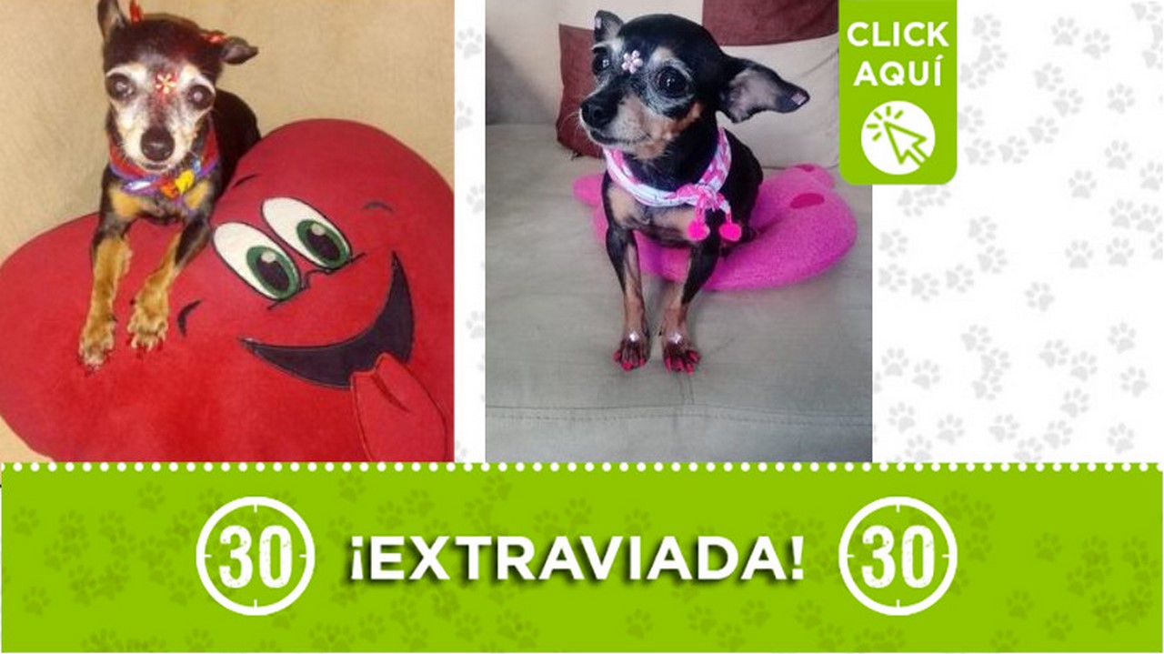 "Katy" se perdió desde esta madrugada en Aranjuez