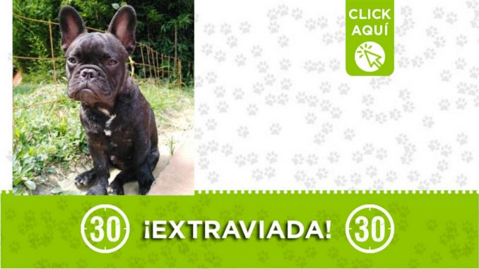 "Kim" se extravió en Envigado ¿La ha visto? "Kim" se extravió en Envigado ¿La ha visto?