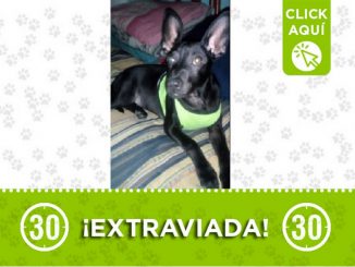 Buscan a esta perrita llamada 'Keyla', se perdió en Enciso El Pinal 1 Perrita perdida