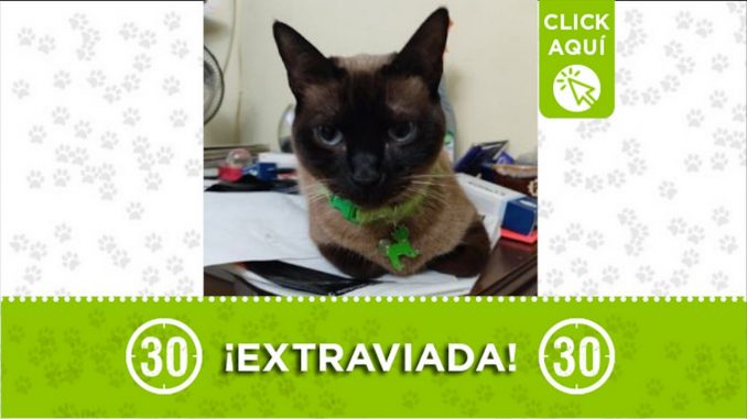 kiara gata extraviada
