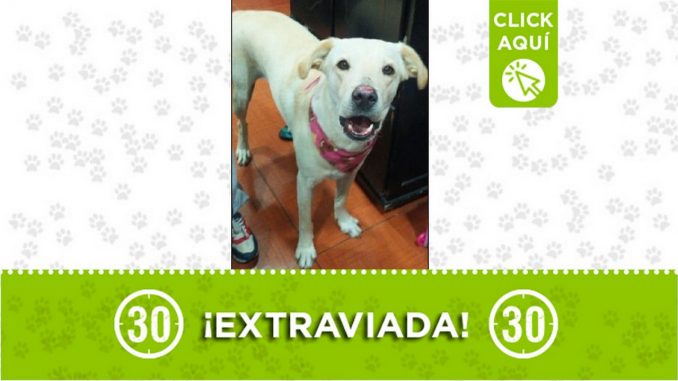 Perrita perdida Perrita perdida