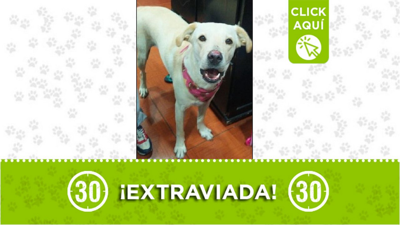 Perrita perdida