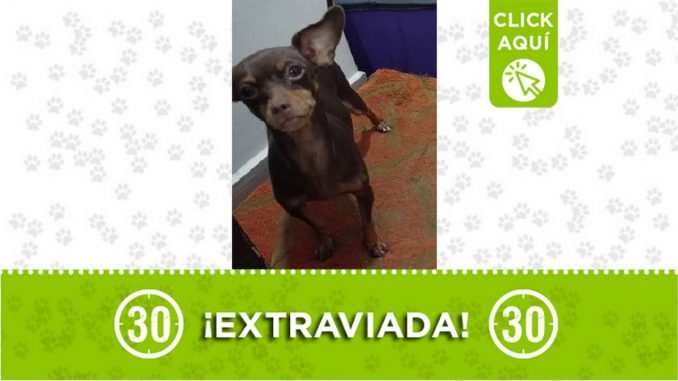 Perrita perdida Perrita perdida