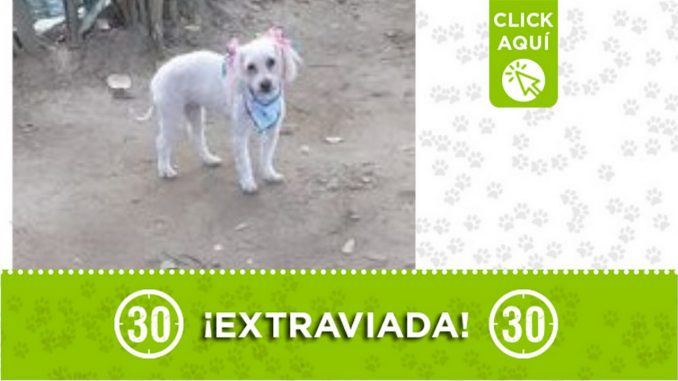 "Luna" se extravió en la 'Calle Ancha' de El Trapiche "Luna" se extravió en la 'Calle Ancha' de El Trapiche