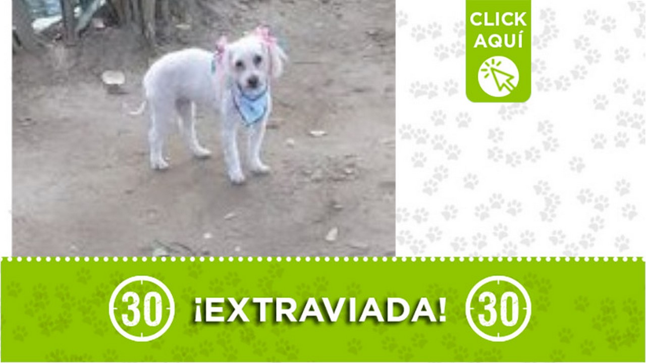"Luna" se extravió en la 'Calle Ancha' de El Trapiche