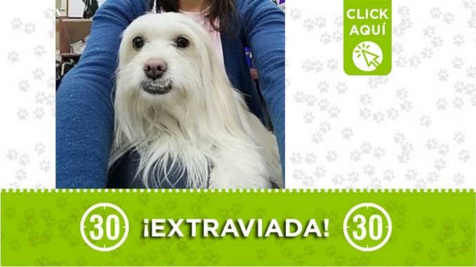 "Lizy" se perdió en Manrique ¿La ha visto? "Lizy" se perdió en Manrique ¿La ha visto?