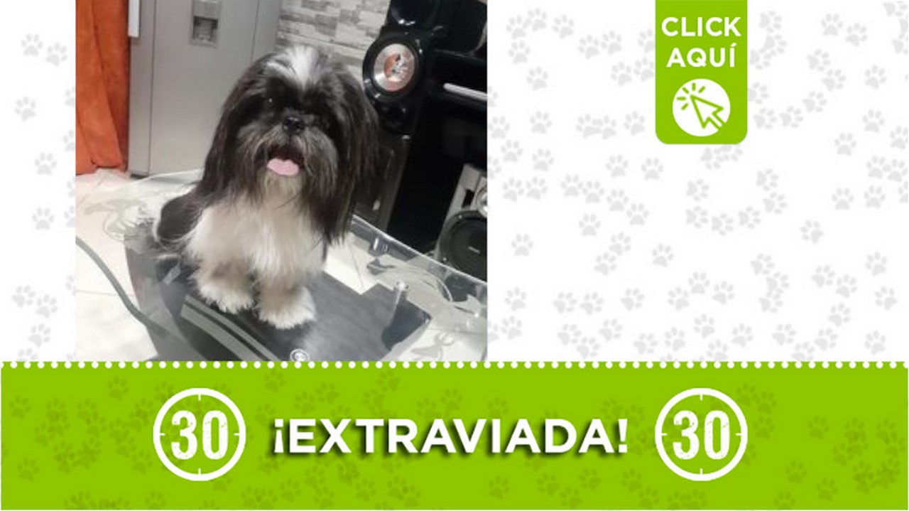 ¿La ha visto? "Lupita" se extravió en Bello