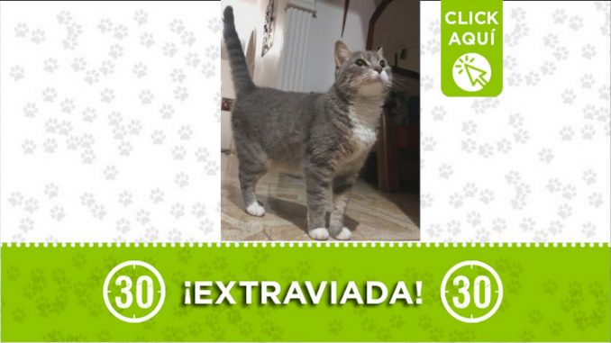 leticia gata perdida