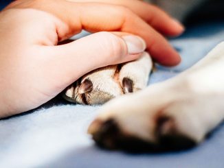 Proponen licencia remunerada para trabajadores por muerte de su mascota 1 licencia