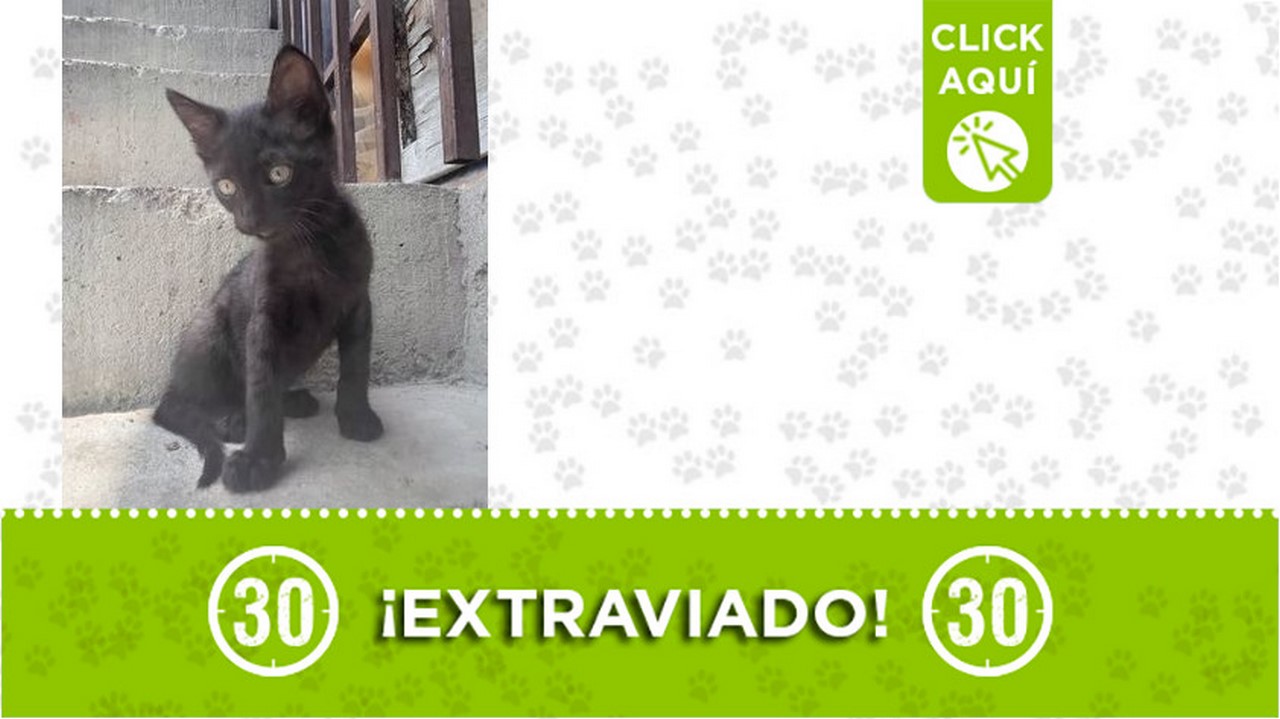 "Lucas" se extravió en San Javier ¿Lo ha visto?