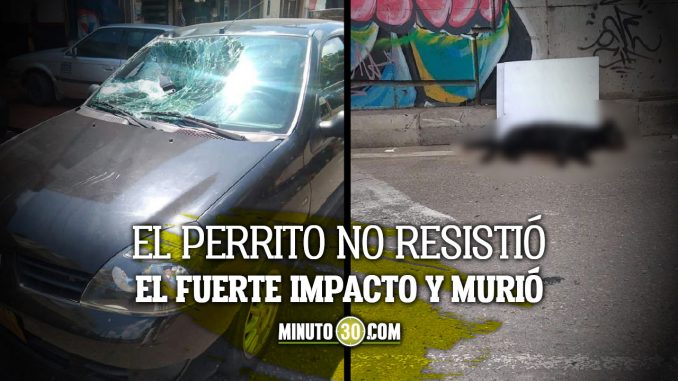Tiraron un perrito desde un puente y cayó sobre un carro Tiraron un perrito desde un puente y cayó sobre un carro