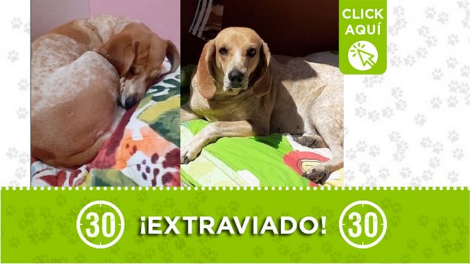 Perrito perdido Perrito perdido