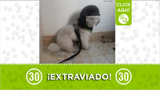 lukas perdido perro