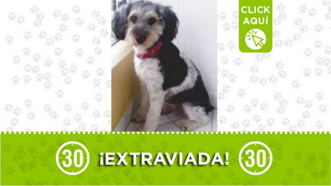 Perrita perdida Perrita perdida