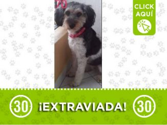 Buscan a 'Lupe', la perrita se perdió en Campo Valdés 1 Perrita perdida