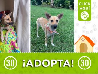 "Mia" busca un hogar ¡Adopta! 1 "Mia" busca un hogar ¡Adopta!