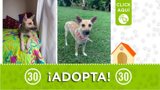 "Mia" busca un hogar ¡Adopta! "Mia" busca un hogar ¡Adopta!