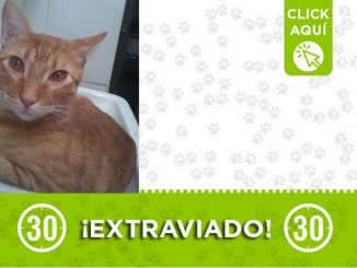 "Richard" está extraviado desde el 23 de septiembre en Caldas (Antioquia) 1 "Richard" está extraviado desde el 23 de septiembre en Caldas (Antioquia)