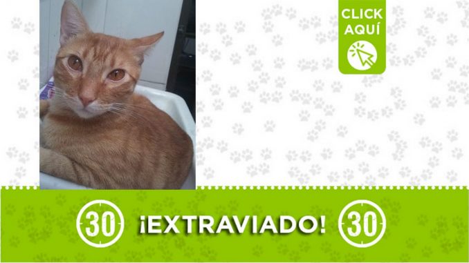 "Richard" está extraviado desde el 23 de septiembre en Caldas (Antioquia) "Richard" está extraviado desde el 23 de septiembre en Caldas (Antioquia)