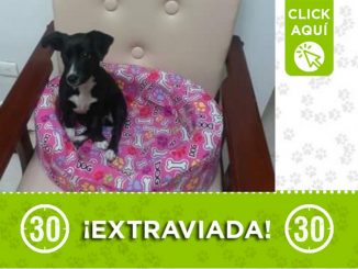 "Minnie" se extravió en Enciso ¿La ha visto? 1 "Minnie" se extravió en Enciso ¿La ha visto?