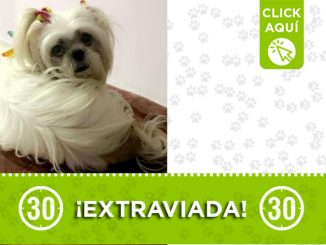 "Milu" se extravió en Robledo (El Diamante) 1 "Milu" se extravió en Robledo (El Diamante)